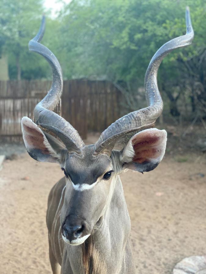 Birdsong Kruger Villa Marloth Park Luaran gambar