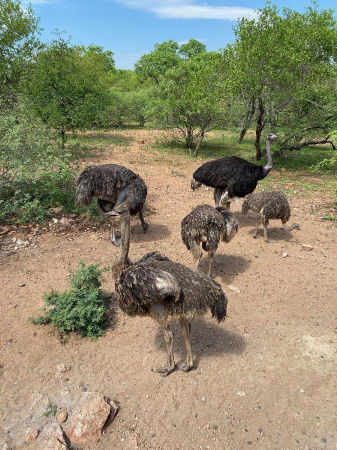 Birdsong Kruger Villa Marloth Park Luaran gambar