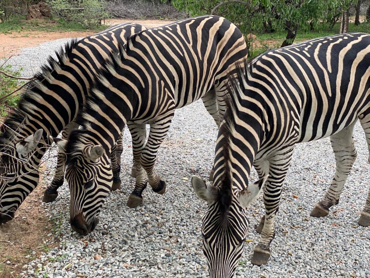 Birdsong Kruger Villa Marloth Park Luaran gambar