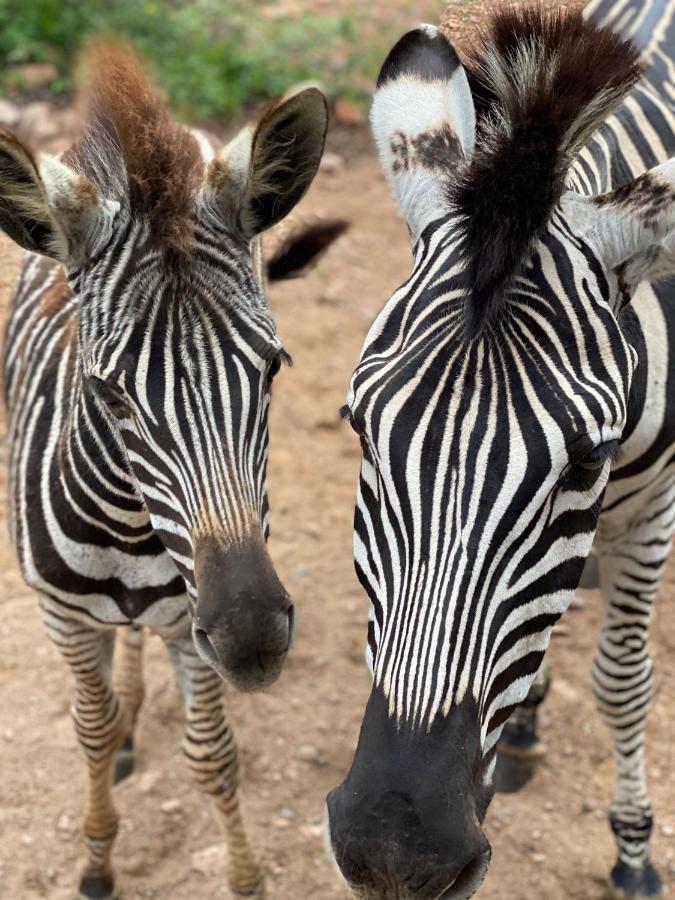 Birdsong Kruger Villa Marloth Park Luaran gambar