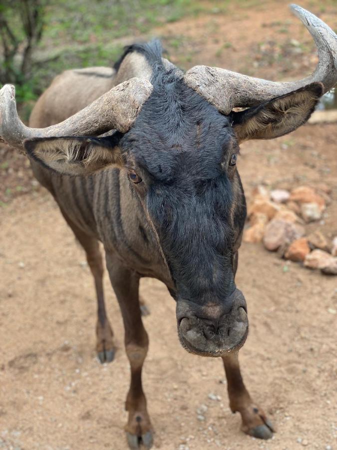 Birdsong Kruger Villa Marloth Park Luaran gambar