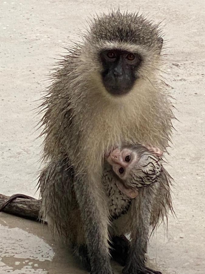 Birdsong Kruger Villa Marloth Park Luaran gambar