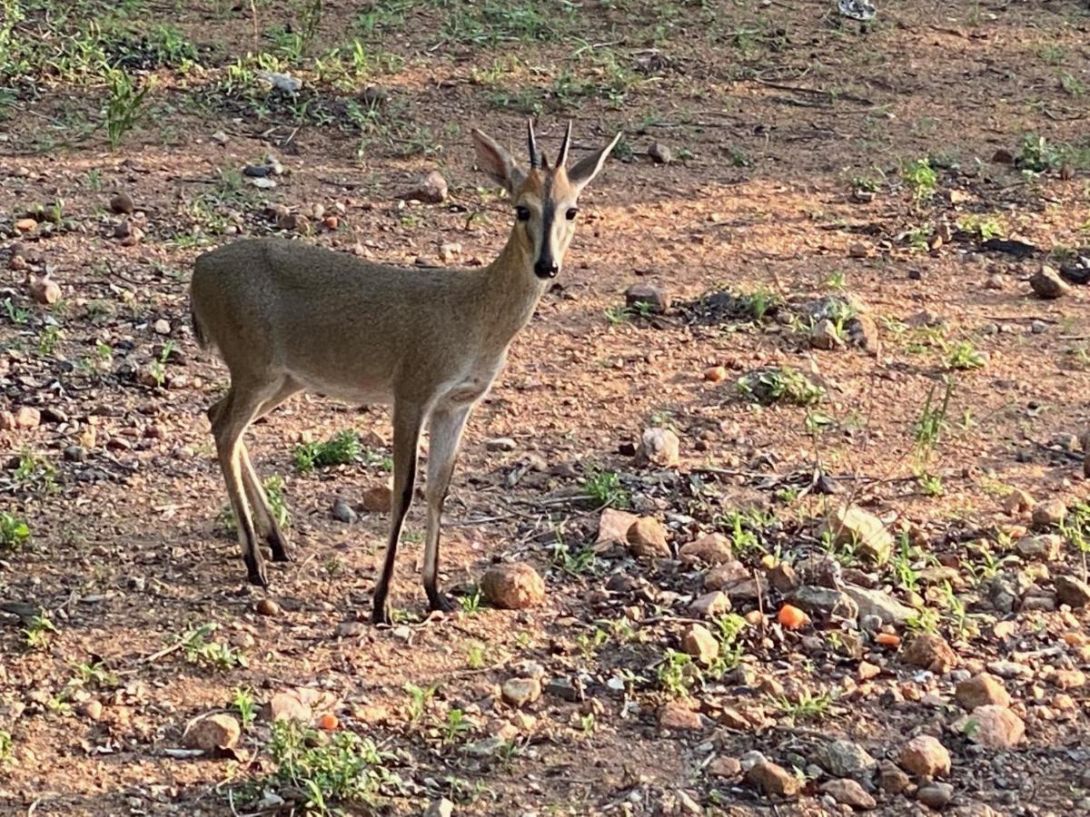 Birdsong Kruger Villa Marloth Park Luaran gambar